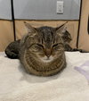Oswald(FRONT-PAW DECLAWED)