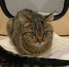 Oswald(FRONT-PAW DECLAWED)