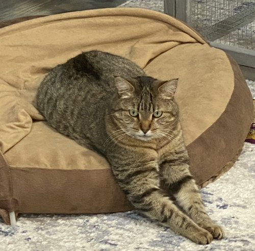 Oswald(FRONT-PAW DECLAWED)