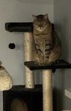 Oswald(FRONT-PAW DECLAWED)