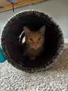 Ginger Boy