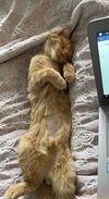 Ginger Boy
