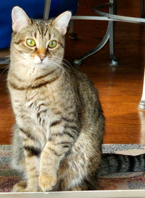 Juno McGuff