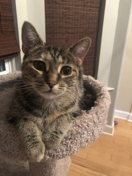 Gia