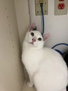 Blaze (MUST BE ADOPTED WITH BUMPER)