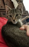 Bambie
