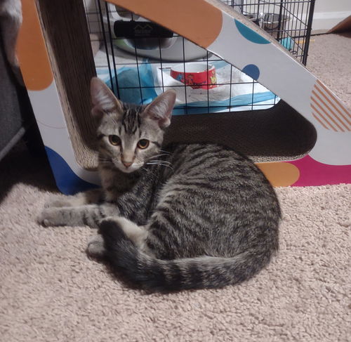 Teela