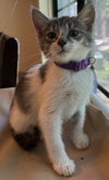 Quinn (Must be adopted with Noodles)