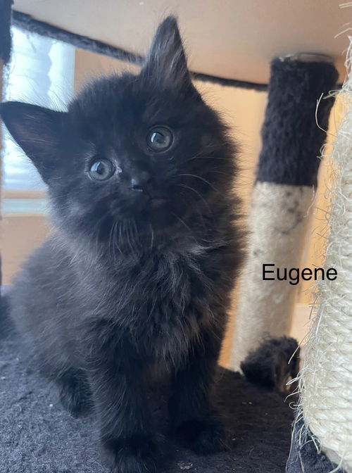 Eugene