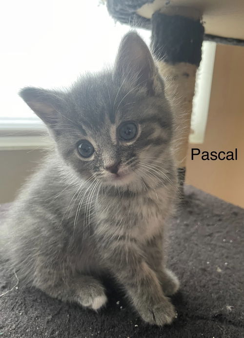 Pascal