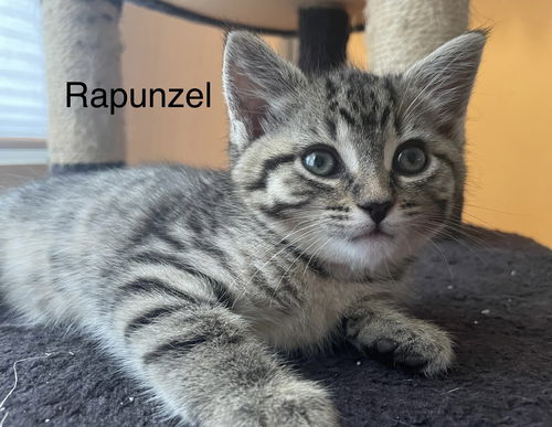 Rapunzel