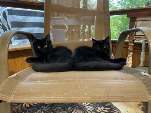 Obsidian (Must be adopted with her sister Onyxx)