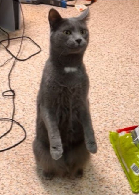 Synder (must be adopted with Forest)