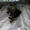 Synder (must be adopted with Forest)