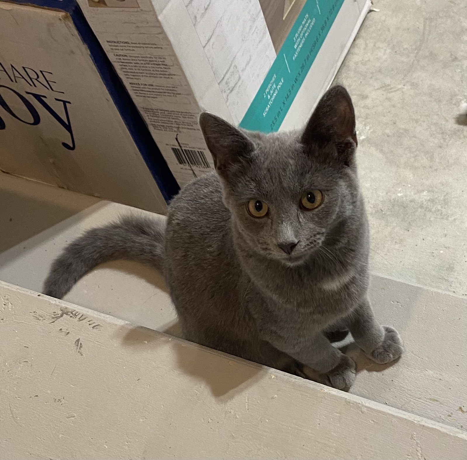 Cat adoption in Novi, MI 48377 Domestic Short Hair (short coat) Cat