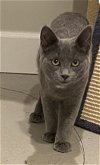 adoptable Cat in novi, MI named Synder (must be adopted with Forest)
