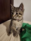 Bre - (Must be adopted w/Frank Sinatra)