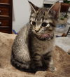 Bre - (Must be adopted w/Frank Sinatra)