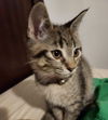 Bre - (Must be adopted w/Frank Sinatra)