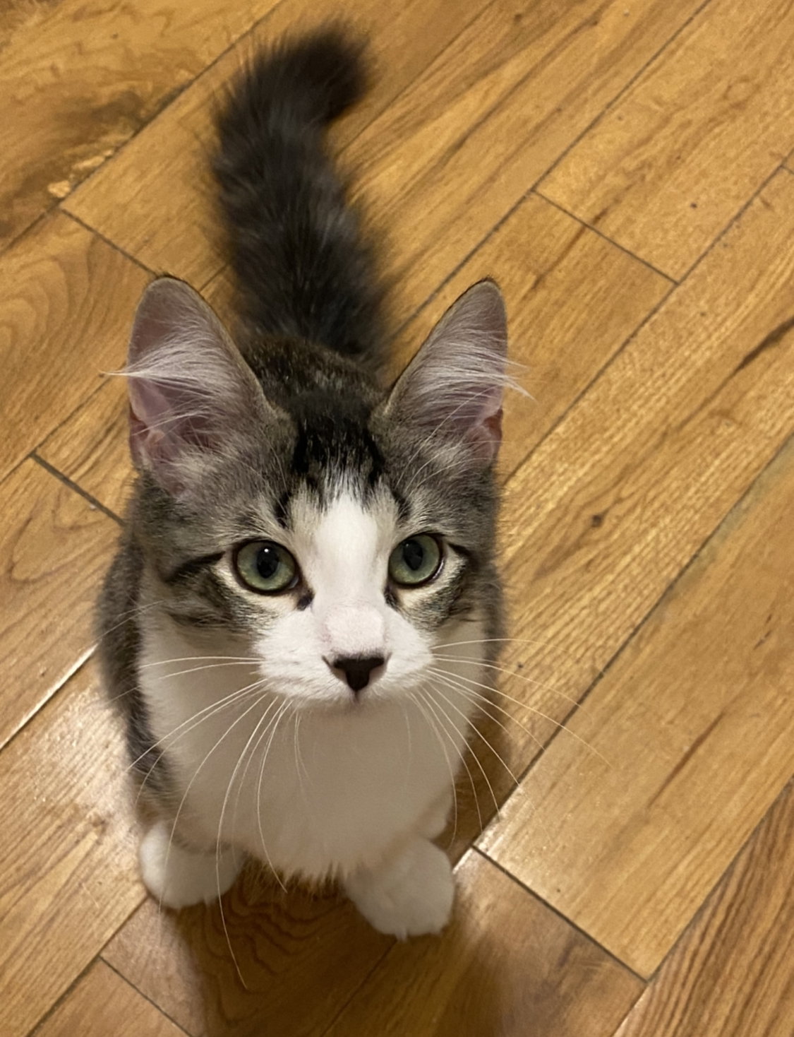 Cats for Adoption in Clio, Michigan Alpha Paw