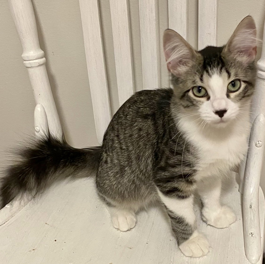 Cats for Adoption in Clio, Michigan Alpha Paw