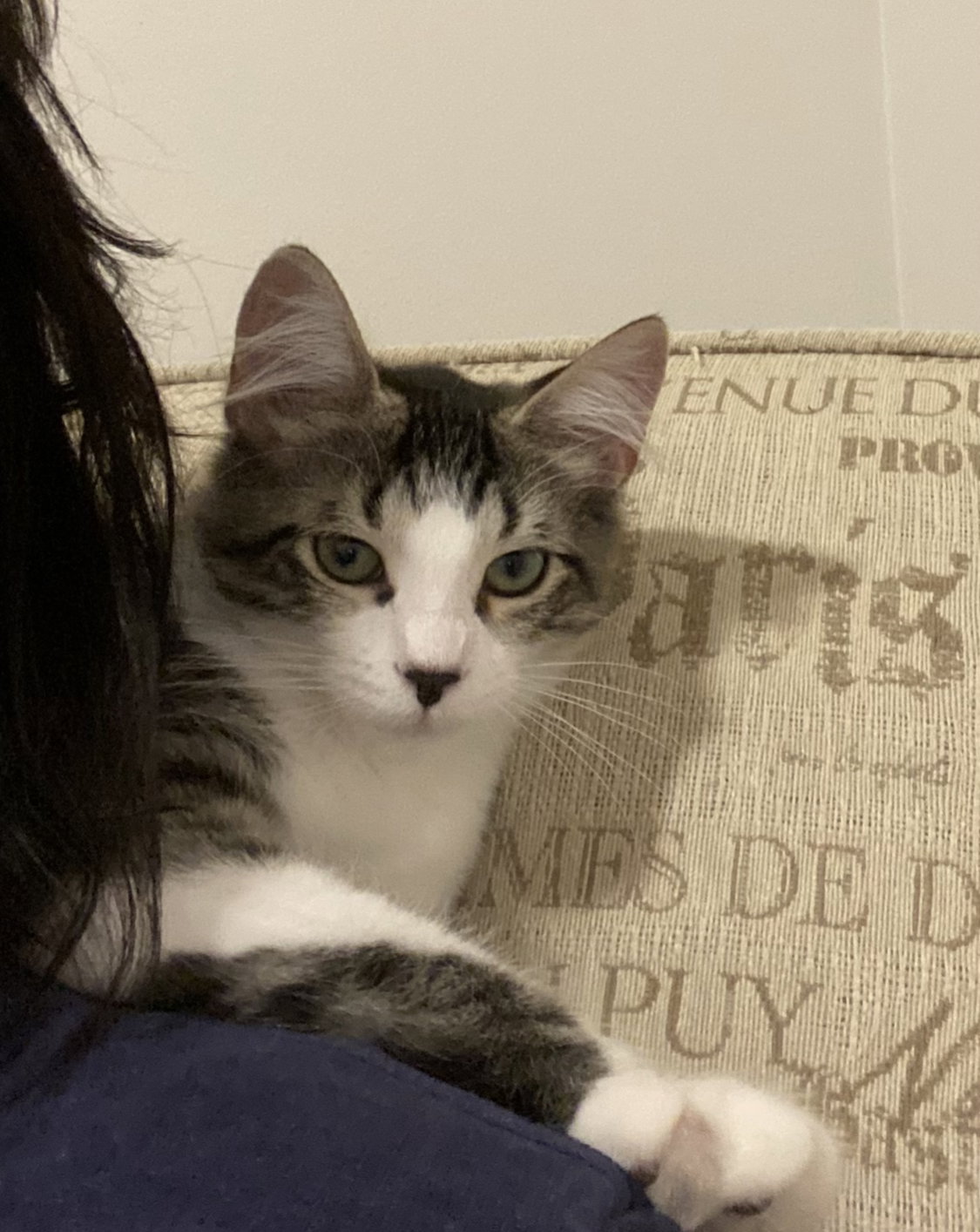 Cats for Adoption in Clio, Michigan Alpha Paw