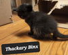 Thackary Binx