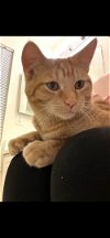 adoptable Cat in , MI named Sanny (MUST BE ADOPTED WITH ANGEL)