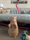 adoptable Cat in Walled Lake, MI named Sanny (MUST BE ADOPTED WITH ANGEL)