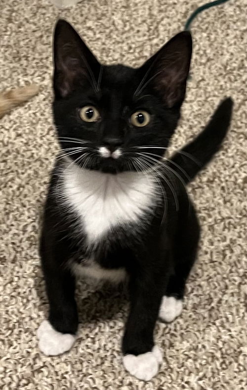 Rami