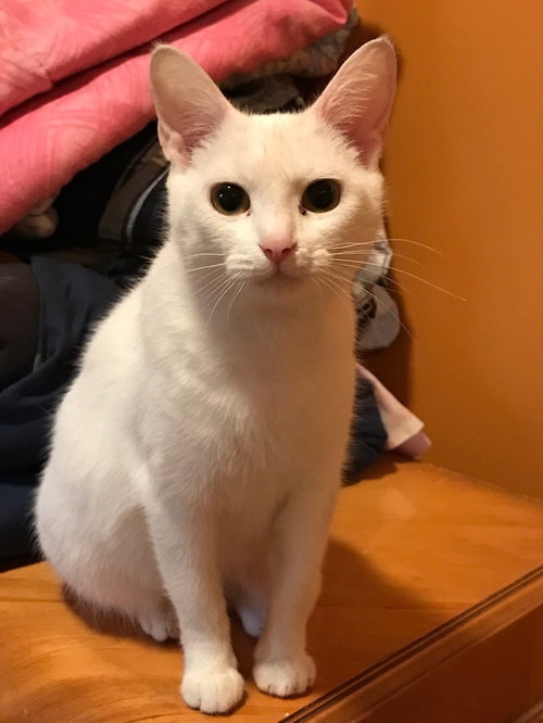 Coconut