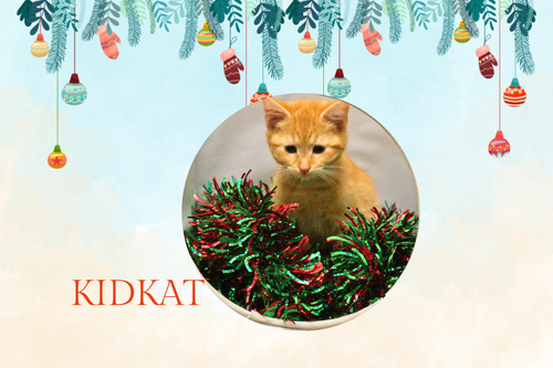 Kidkat