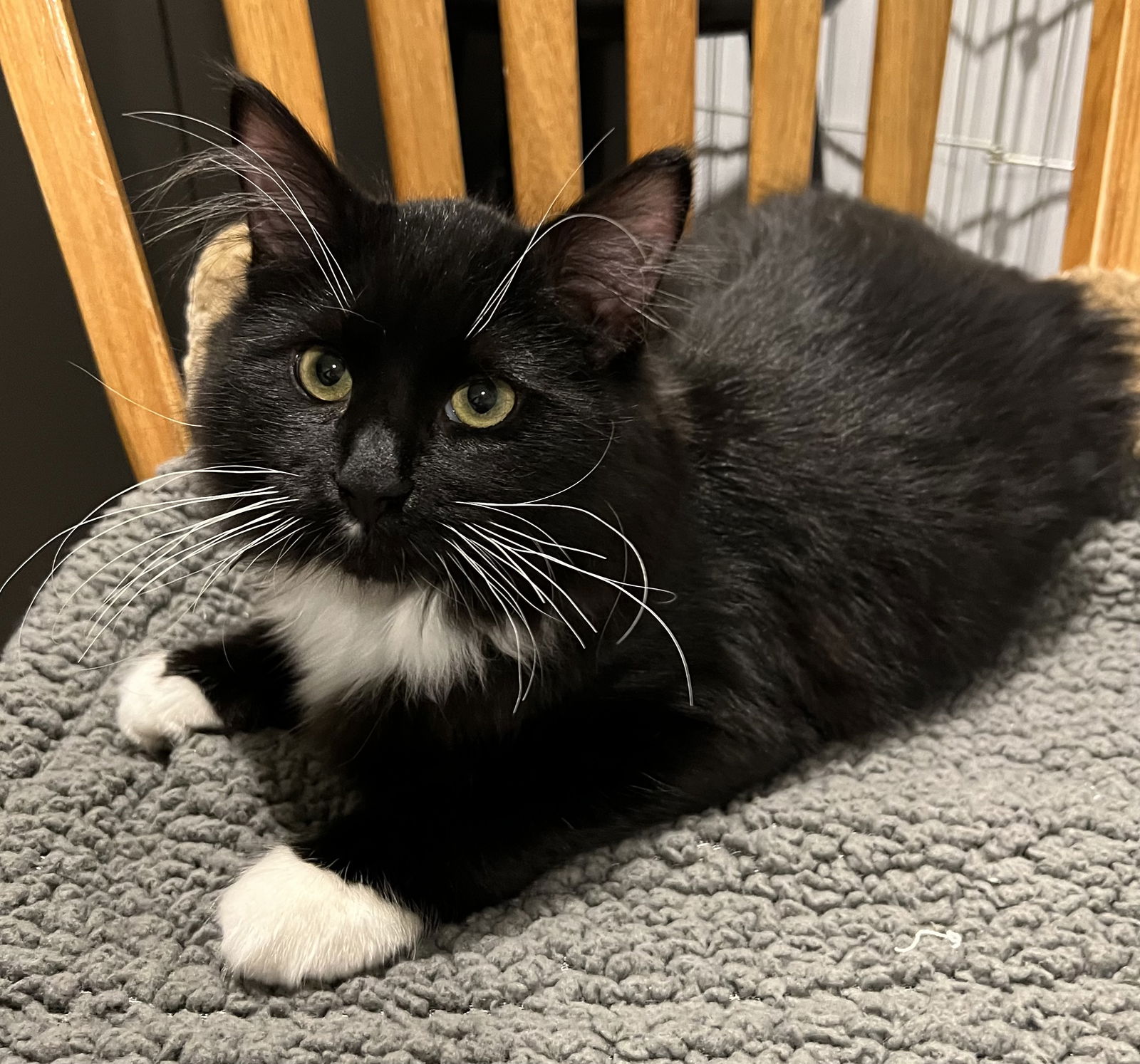 Cats for Adoption in Saint Clair County, Michigan | Alpha Paw