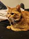 Mylo
