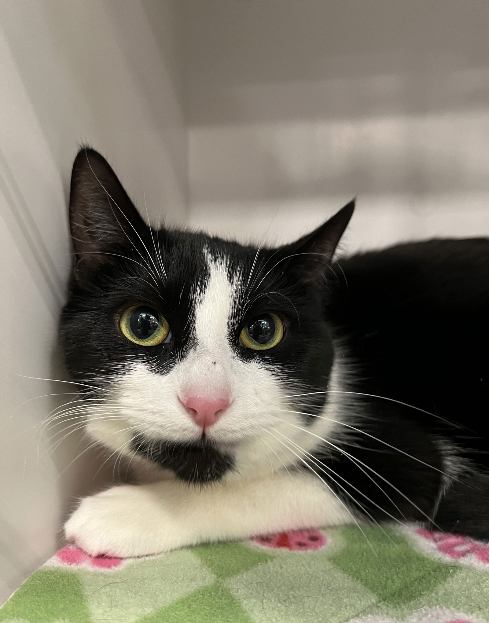 Cats for Adoption in Saint Clair County, Michigan | Alpha Paw