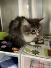 Sara (Must be Adopted with Joey)