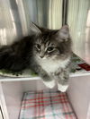 Sara (Must be Adopted with Joey)
