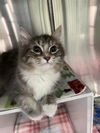 Sara (Must be Adopted with Joey)