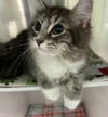 Sara (Must be Adopted with Joey)