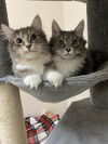 Sara (Must be Adopted with Joey)