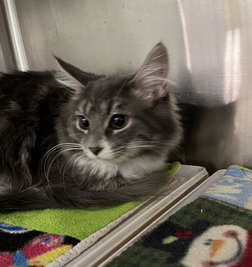 Joey (Must be adopted with Sara)