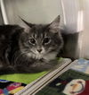 Joey (Must be adopted with Sara)
