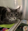 Joey (Must be adopted with Sara)