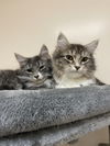 Joey (Must be adopted with Sara)