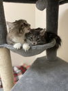 Joey (Must be adopted with Sara)