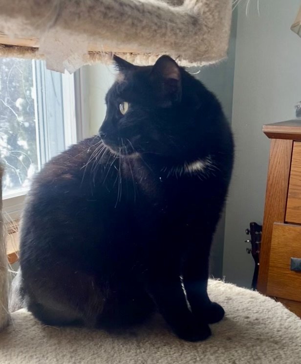 adoptable Cat in Novi, MI named Marcy - (must be adopted w/Wolfie)