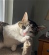 adoptable Cat in novi, MI named Wolfie - (must be adopted w/Marcy)