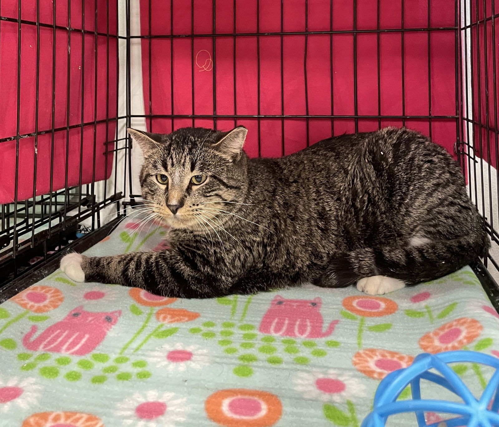 Cats for Adoption in Davison, Michigan | Alpha Paw