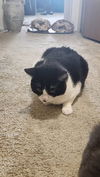 Peachez - (Must be adopted with Smokey Robinson)