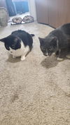 Peachez - (Must be adopted with Smokey Robinson)